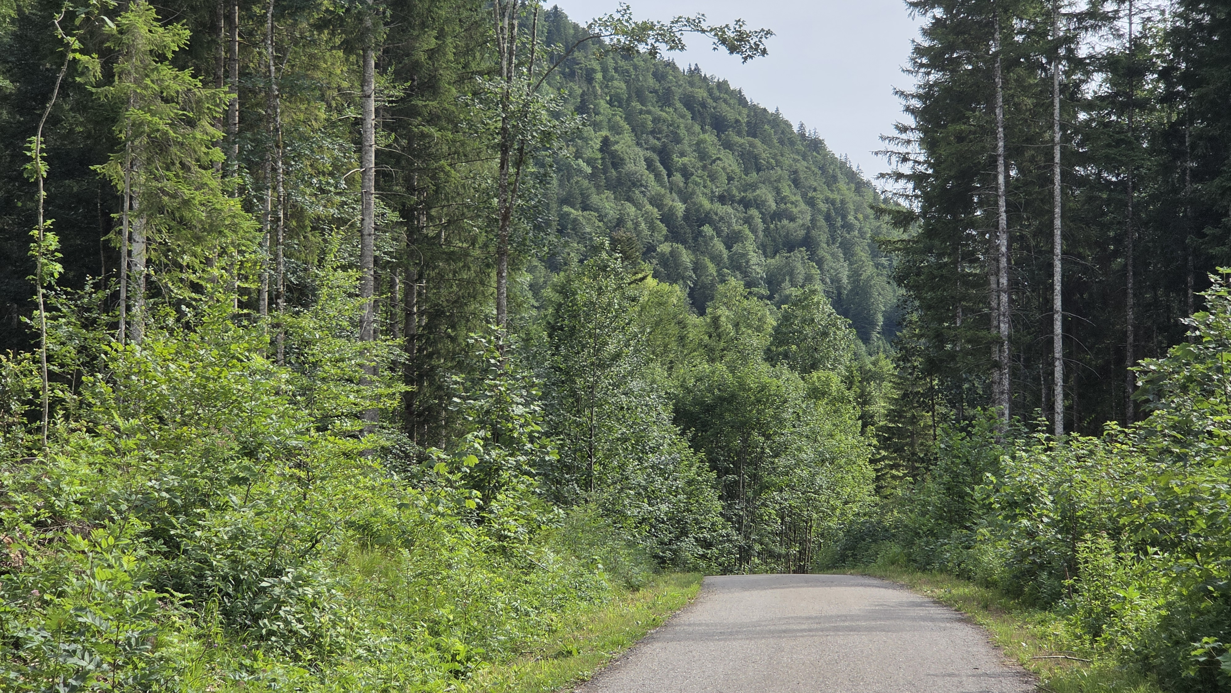 Wald