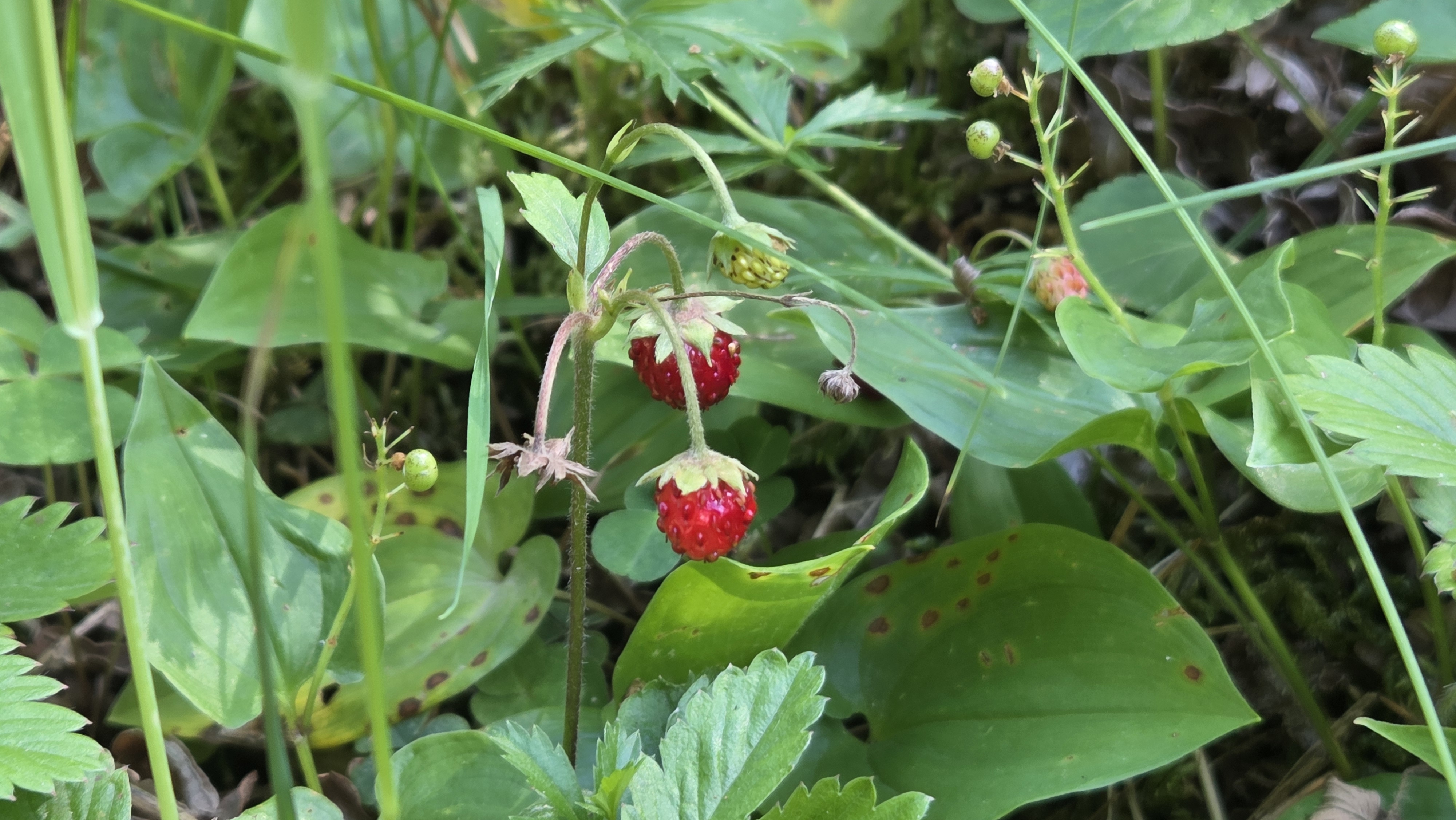Wilderdbeeren